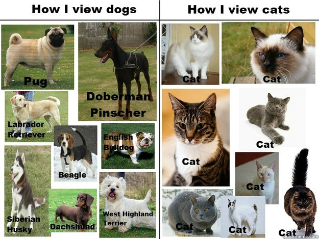Dogs and cats. how cute